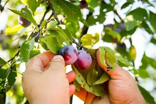 Picking plums: When is the right time?