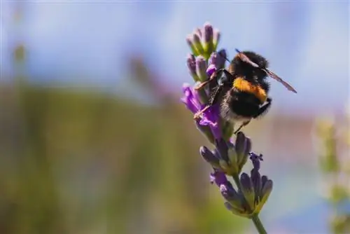 Aling mga halaman ang matagumpay na nakakaakit ng mga bumblebee sa hardin?