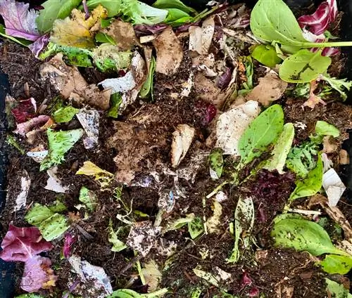 Attract compost worms: Use organic bait correctly