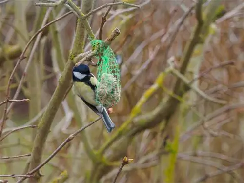 Hangende vetbollen: zo vinden vogels de juiste plek