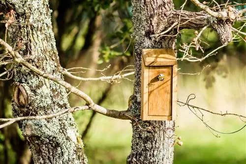 boîte à mésange suspendue