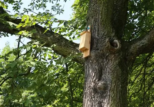 appendere la scatola dei pipistrelli