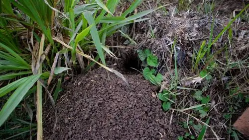 Detecta madrigueras de topillos y protege tu jardín