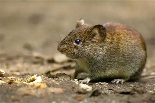 Recognizing Voles: Behavior, Appearance & Common Species