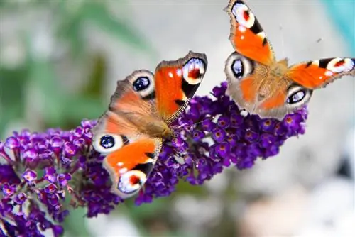 Skoenlappervriendelike tuin: instruksies en plantwenke