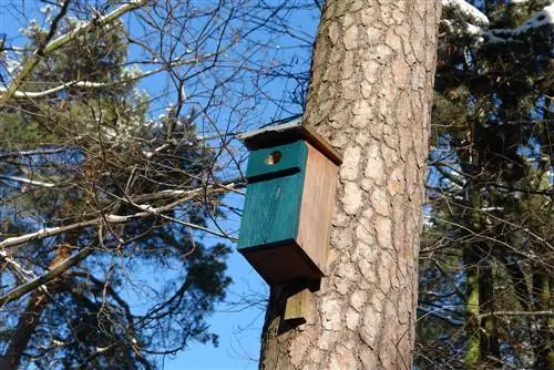 Starling qutisini biriktiring: balandligi, yo'nalishi va boshqalar