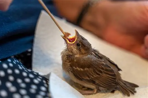 het grootbrengen van babyvogels