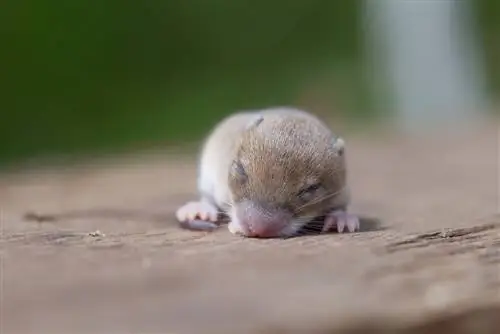 baby vole