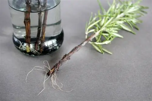 stimulate root growth