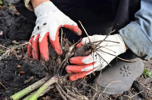 Déterrer et conserver les dahlias : instructions étape par étape