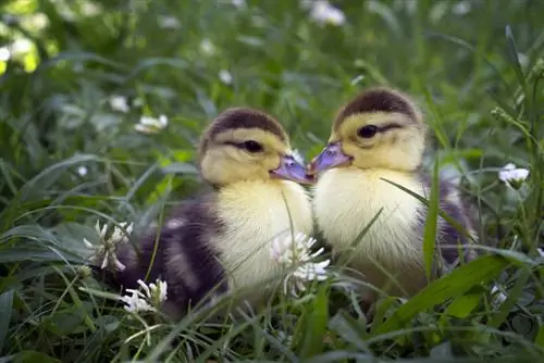 raising ducklings