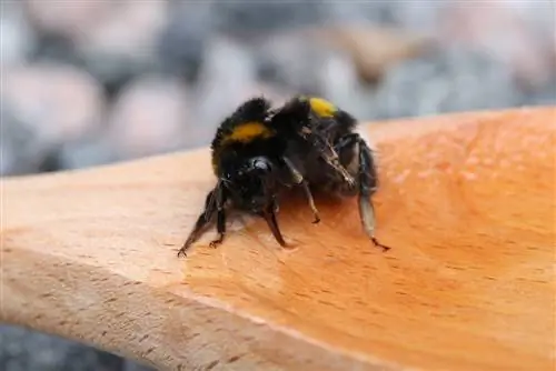 Verzorg een hommel: hoe je een verzwakte hommel kunt helpen