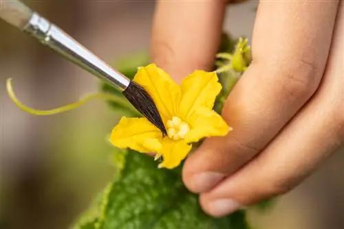 impollinazione dei cetrioli