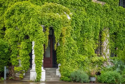 groene huismuur