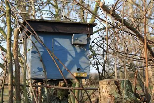 Opstel van 'n hommelkas: Hoe om dit in jou tuin te doen