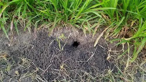 Smørsyre mot voles: Brukes effektivt og trygt