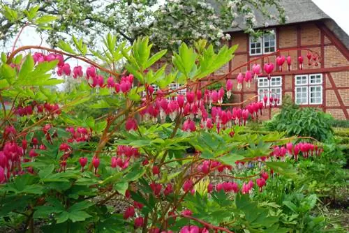 Bloedend hart: profiel, verzorging en voortplanting