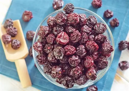 Drying cherries: instructions for dehydrator & oven