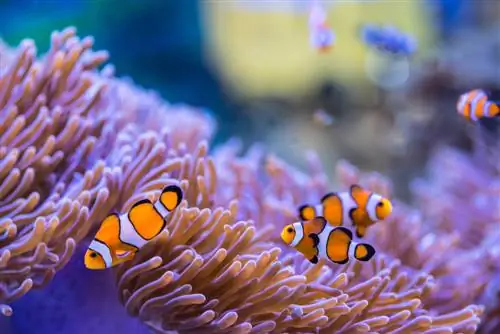 Anemoni di mare nell'acquario: ecco come vengono allevati e curati