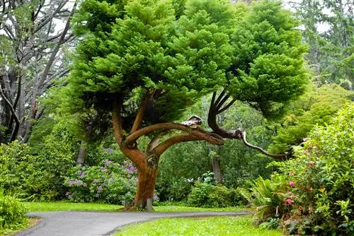 Menanam pohon cedar di taman: Pohon rumah yang megah