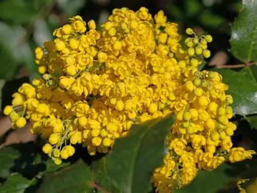 Mahonia's planten, snijden en vermeerderen: instructies