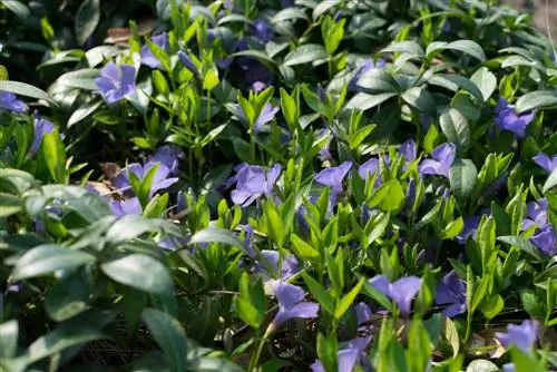 amenajare gradina cu plante de acoperire a solului