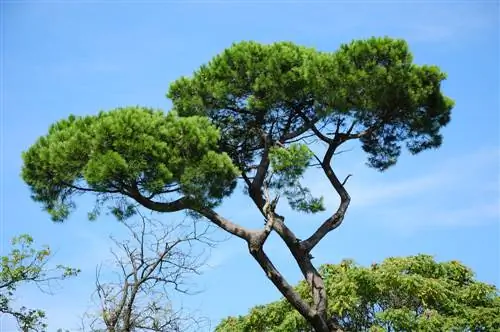 Pino in giardino: posizione, cura e svernamento