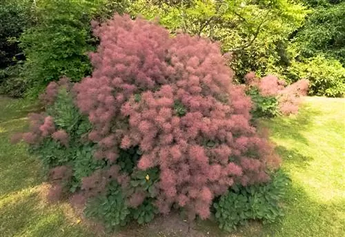 Arbre ornemental au statut culte pour votre jardin - le buisson à perruque