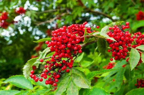 elderberry nyekundu