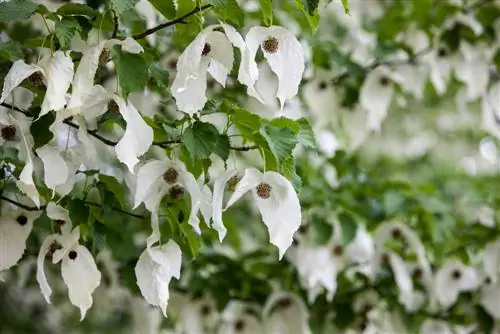 árbol del pañuelo