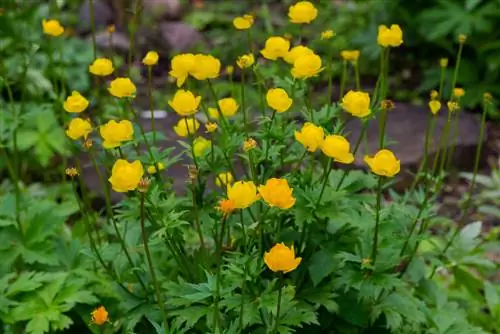 Bog'dagi globeflower: joylashuvi, parvarishi va ko'payishi