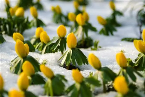 Plantar e cuidar dos acônitos de inverno: é assim que eles prosperam de maneira ideal