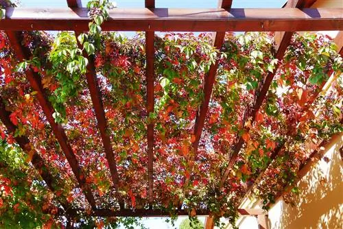 pergola yeşili