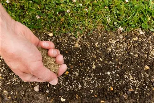 Spreading lawn seeds correctly: Effective methods & tips