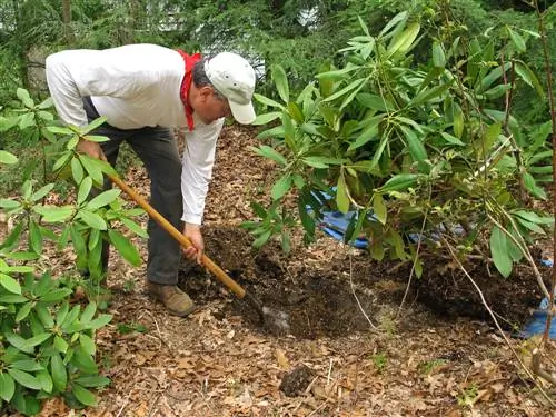 Digging up rhododendrons