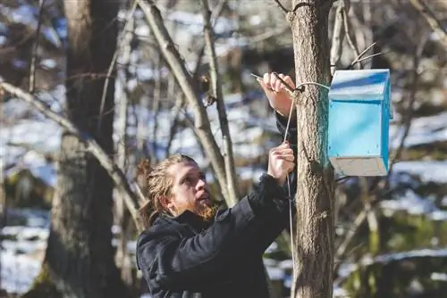 Kuş evini takma: Ağaç dostu seçenekler ve ipuçları