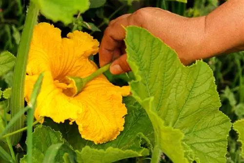 polliniser les courgettes