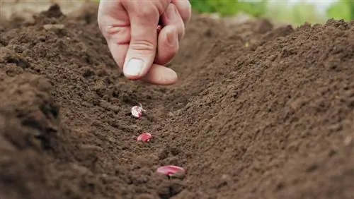 Planter des haricots avec succès : voici comment semer des graines dans le jardin