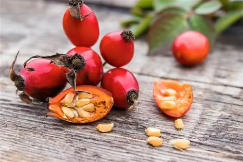 Mengisar biji rosehip: Beginilah cara melakukannya dengan betul dan lembut