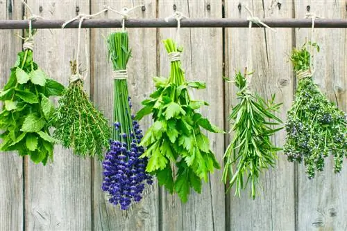 Emmagatzematge d'herbes: D'aquesta manera es mantenen fresques i aromàtiques durant molt de temps