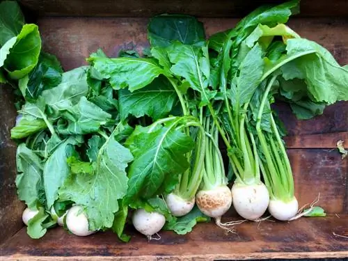 Kuhifadhi turnips: njia za maisha marefu ya rafu