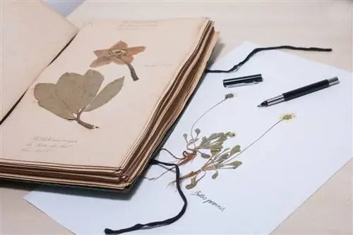 Pressing plants: How to create a herbarium correctly