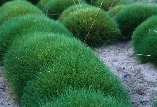 cutting bearskin grass