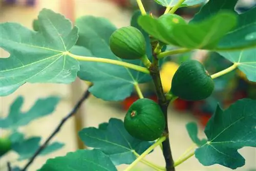 Pemotongan buah ara Bavaria