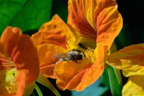 Pâturage d'abeilles dans un seau : c'est ainsi que l'on crée un paradis pour les insectes