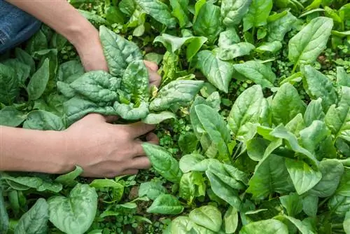 growing summer spinach