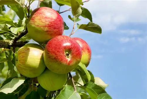 Snoei Boskop: Dit is hoe die appelboom sy gesondheid behou