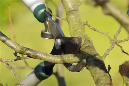 Tagliare gli alberi ad arbusto: istruzioni per una crescita sana