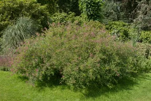 Indigo buskblomster: vellykket kutting og stell