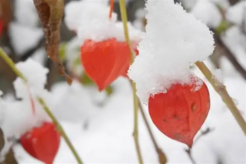 Tagliare con successo i fiori delle lanterne: consigli e suggerimenti